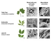 Ammonia-free gallium nitride semiconductor production improves crystal quality and reduces environmental impact 2