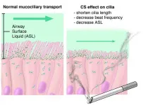 Amoeba biology reveals potential treatment target for lung disease