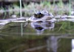 Amphibians in a vice: Climate change robs frogs, salamanders of refuge