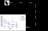 AMPK and inflammatory mediators are involved in postoperative cognitive dysfunction