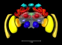 An atlas of the bumblebee brain