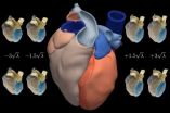 An atlas of the human heart is drawn using statistics