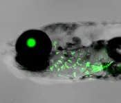 An earful of gill: USC Stem Cell study points to the evolutionary origin of the mammalian outer ear