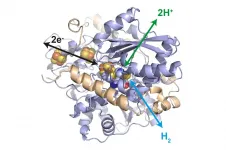 An enzyme system for the hydrogen industry