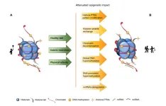 An epigenetic approach to modulating aging with nutrition and exercise