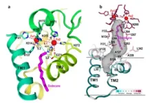 An improved, visible light-harvesting catalyst to speed up reactions 2