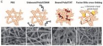 An injectable UW polymer could keep soldiers, trauma patients from bleeding to death 2