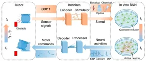 An overview of in vitro biological neural networks for robot intelligence