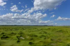 Analysis finds diversity on the smallest scales in sulfur-cycling salt marsh microbes