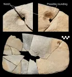 Analysis of grinding tools reveals plant, pigment and bone processing in Neolithic Northern Saudi Arabia