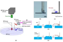 Analysis of rowing force of the water strider middle leg by direct measurement using a bio-appropriating probe and by indirect measurement using image analysis