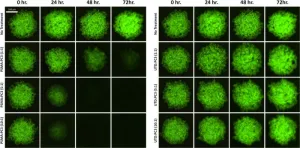 Analyzing CAR-T cells with image cytometry for potential solid tumor treatments