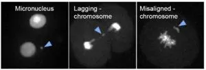 Analyzing the impact of ovulation-inducing agents on the quality of embryo 2