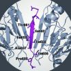 Anchoring proteins influence glucose metabolism and insulin release 