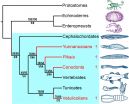 Ancient fossils confirmed among our strangest cousins 3