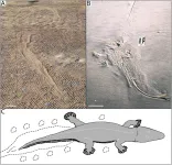 Ancient giant amphibians swam like crocodiles 250 million years ago