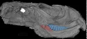 Ancient herbivore’s diet weakened teeth leading to eventual starvation, study suggests 2