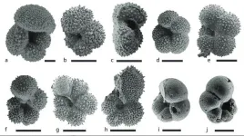 Ancient ocean slowdown warns of future climate chaos