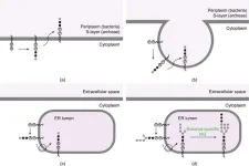 Ancient origins of human glycosylation pathway revealed