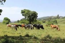 Ancient proteins help track early milk drinking in Africa