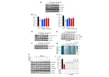 Angelica gigas extract inhibits acetylation of eNOS in vascular dysfunction