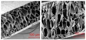 Animal hair structure changes from summer to winter to fend off freezing weather 2