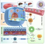 Anionic nanogel delivers effective anti-obesity drug to mouse livers