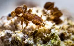 Ant agriculture began 66 million years ago in the aftermath  of the asteroid that doomed the dinosaurs