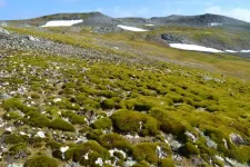 Antarctic ‘greening’ at dramatic rate