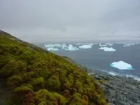 Antarctic ‘greening’ at dramatic rate 2