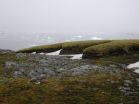 Antarctic moss lives after 1,500+ years under ice 3