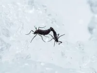 Antarctica’s only native insect’s unique survival mechanism