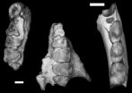 Anthropologist discovers new fossil primate species in West Texas
