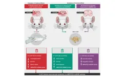 Anti-aging effects of 1,5-anhydro-D-fructose on brain diseases via AMPK activation