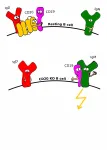 Anti-cancer drugs mode of operation deciphered