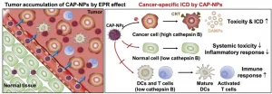 Anti-cancer immunotherapy drug with reduced side effects and increased therapeutic effects