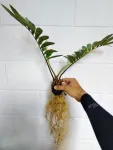 Anti-transpirant products unnecessary in cycad propagation