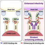 Antibodies that enhance SARS-CoV-2 infection -- A possible factor for severe COVID-19