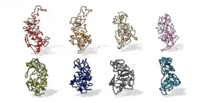 Antibody binding-site conserved across COVID-19 virus variants