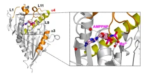 Anticancer drugs with fewer side-effects: scientists decode the crystal structure of a key cell cycle protein