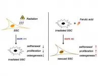 Antioxidant-primed stem cells show promise in repairing bone damaged by radiation