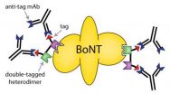 Antitoxin strategy may help target other pathogens 