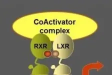 Antitumoral effects of LXR activation