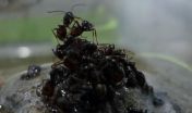 Ants build raft to escape flood, protect queen