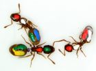 Ants give new evidence for interaction networks