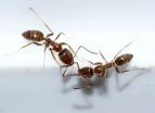 Ants movements hide mathematical patterns