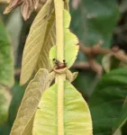 Ants took over the world by following flowering plants out of prehistoric forests 2