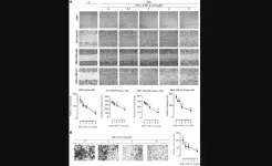 aOncotarget | Polyisoprenylated cysteinyl amide inhibitors deplete g-proteins in cancer cells