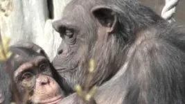 Apes remember friends they haven’t seen for decades 2