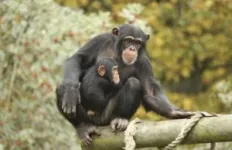 Apes remember friends they haven’t seen for decades 3